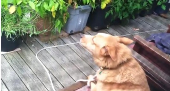 كلب يشارك الذئاب في عوائهم